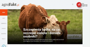 SZCZEPIENIA BYDŁA: NA CO SZCZEPIĆ CIELĘTA I DOROSŁE OSOBNIKI?